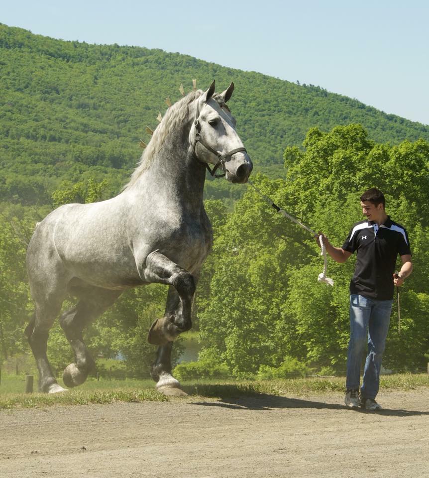 Rolling Hills Nature Boy - Percheron Horses